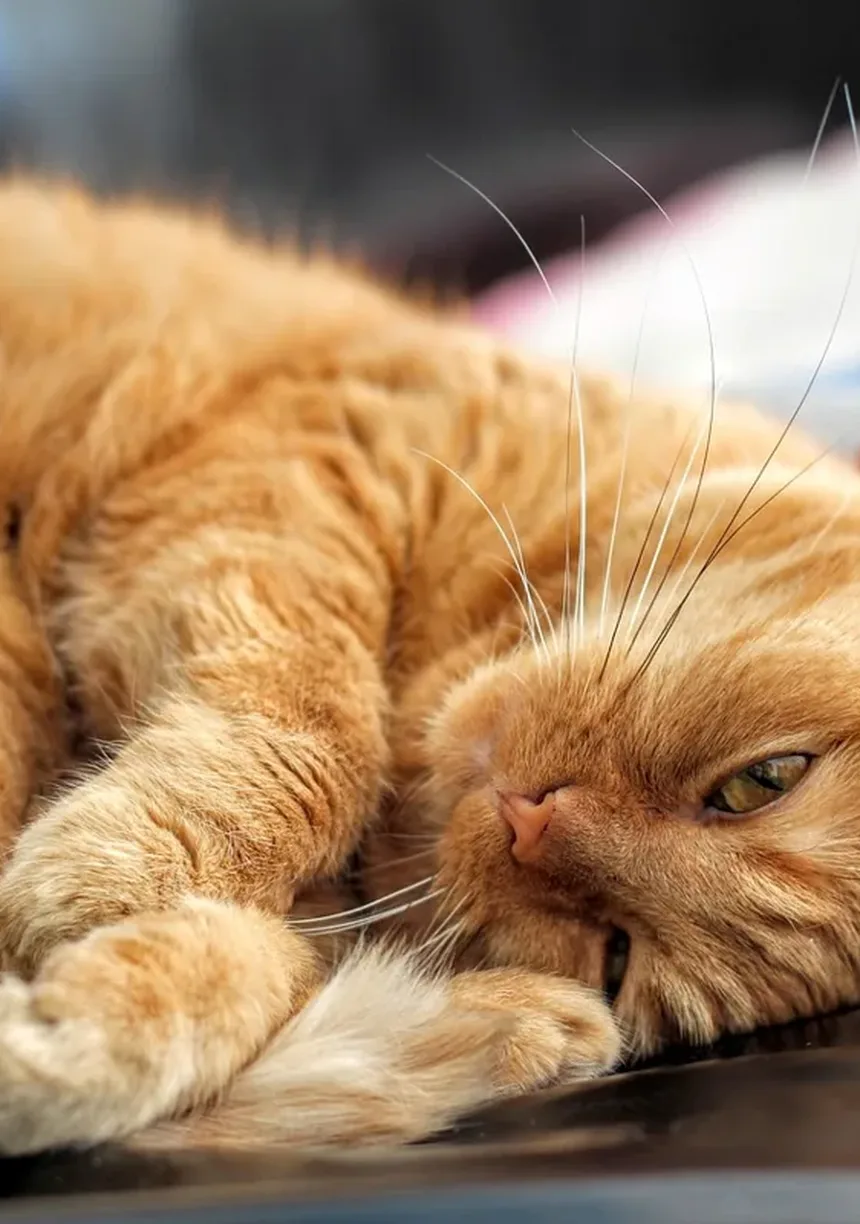5 Dicas Essenciais de Alimentação para Gatos com Artrite