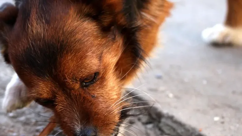 Alimentação ideal para cães idosos: guia completo