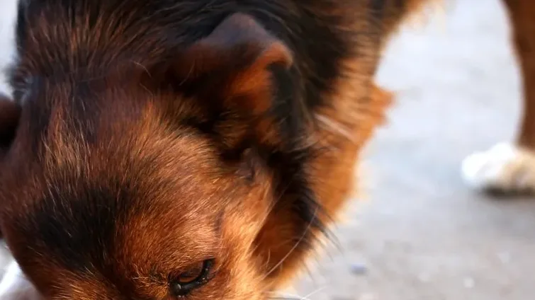 Alimentação ideal para cães idosos: guia completo