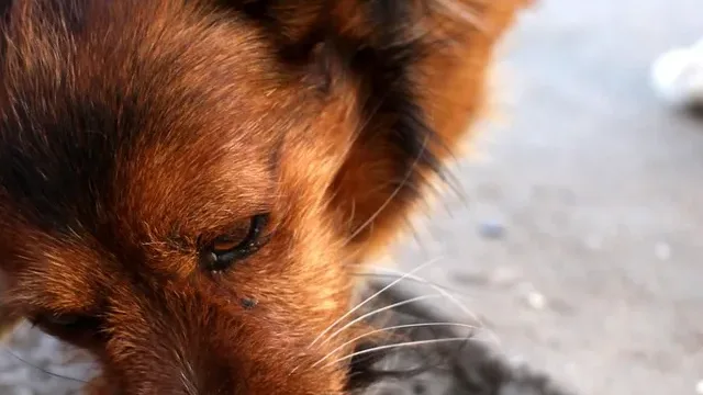 Alimentação ideal para cães idosos: guia completo