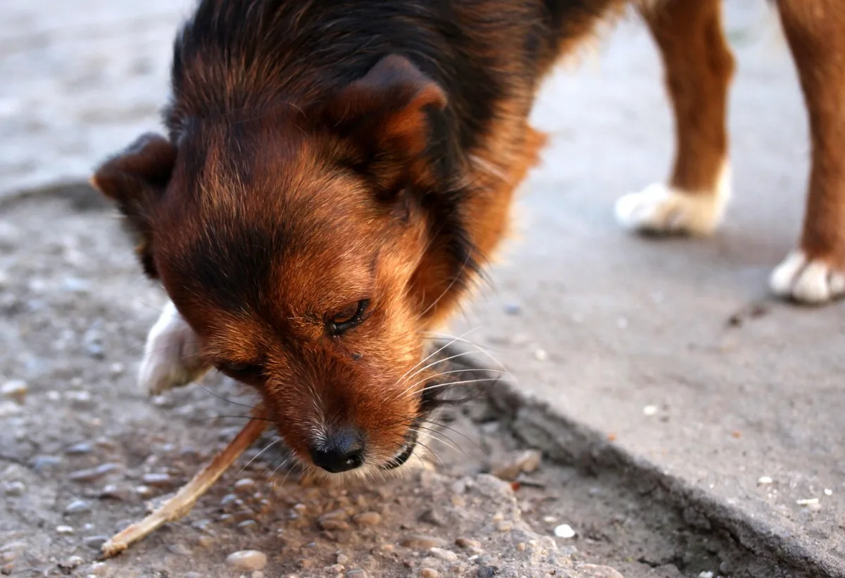Alimentação ideal para cães idosos: guia completo