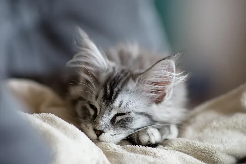 Os Gatos São Inteligentes? Descubra a Verdade Sobre a Mente Felina!