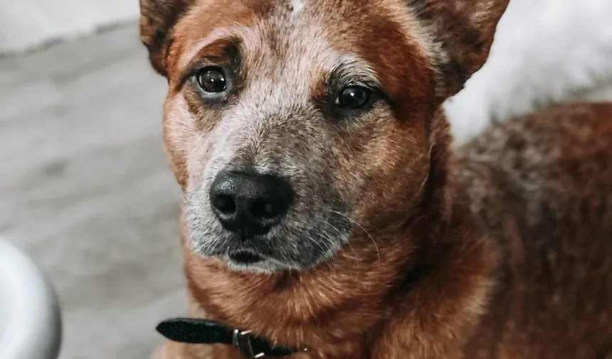Dieta e Nutrição para Cães Mais Velhos