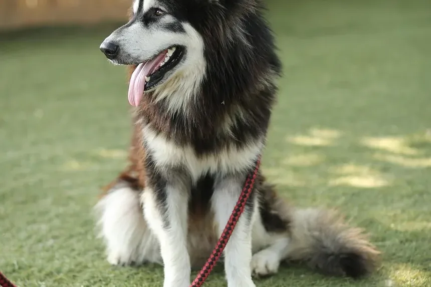 Dieta e Nutrição para Cães Mais Velhos