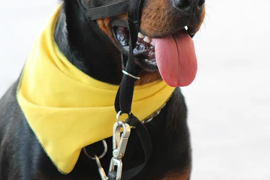 Seu Cachorro Espirra Muito? A Cama Pode Ser a Culpada