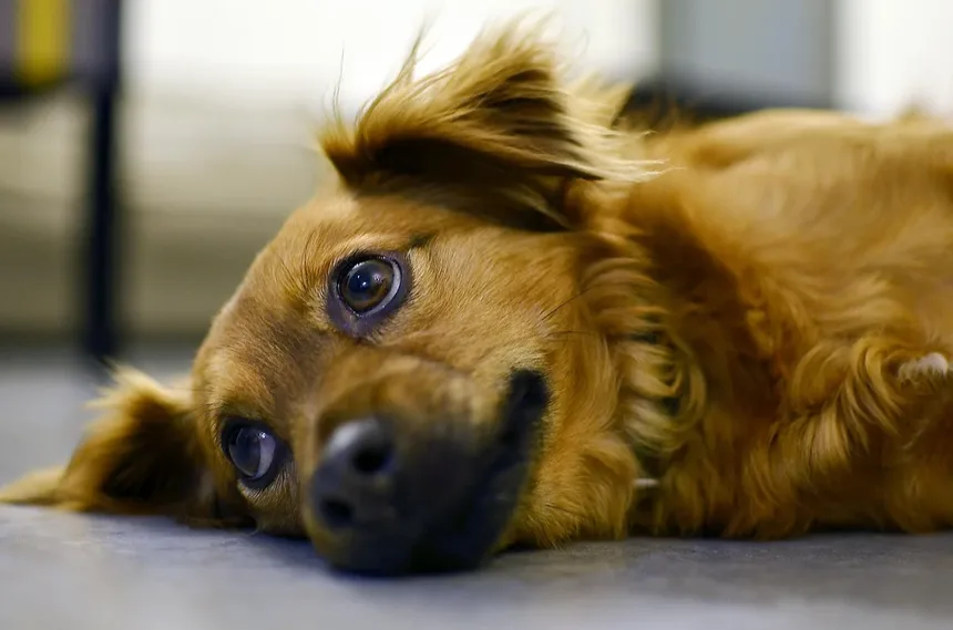 Cachorro Inclinado a Cabeça: Quando se Preocupar e O Que Fazer