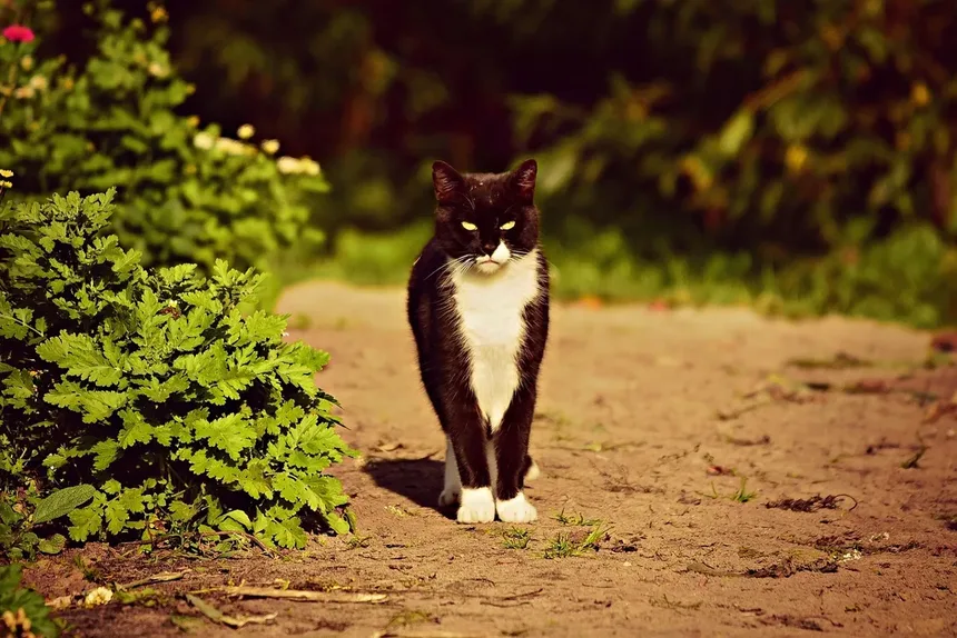 Vermes do Coração em Gatos: Sintomas, Tratamento e Como Prevenir