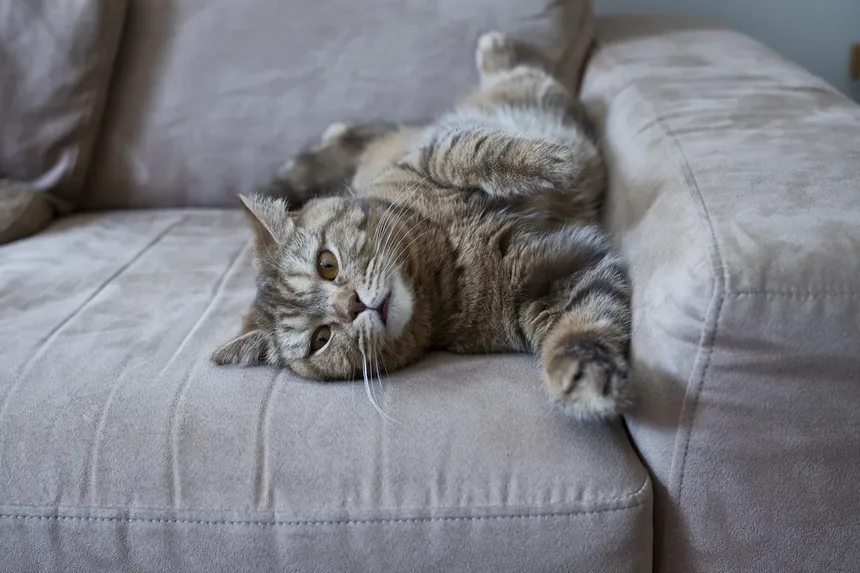 Como Saber se Meu Gato Está com Dor?