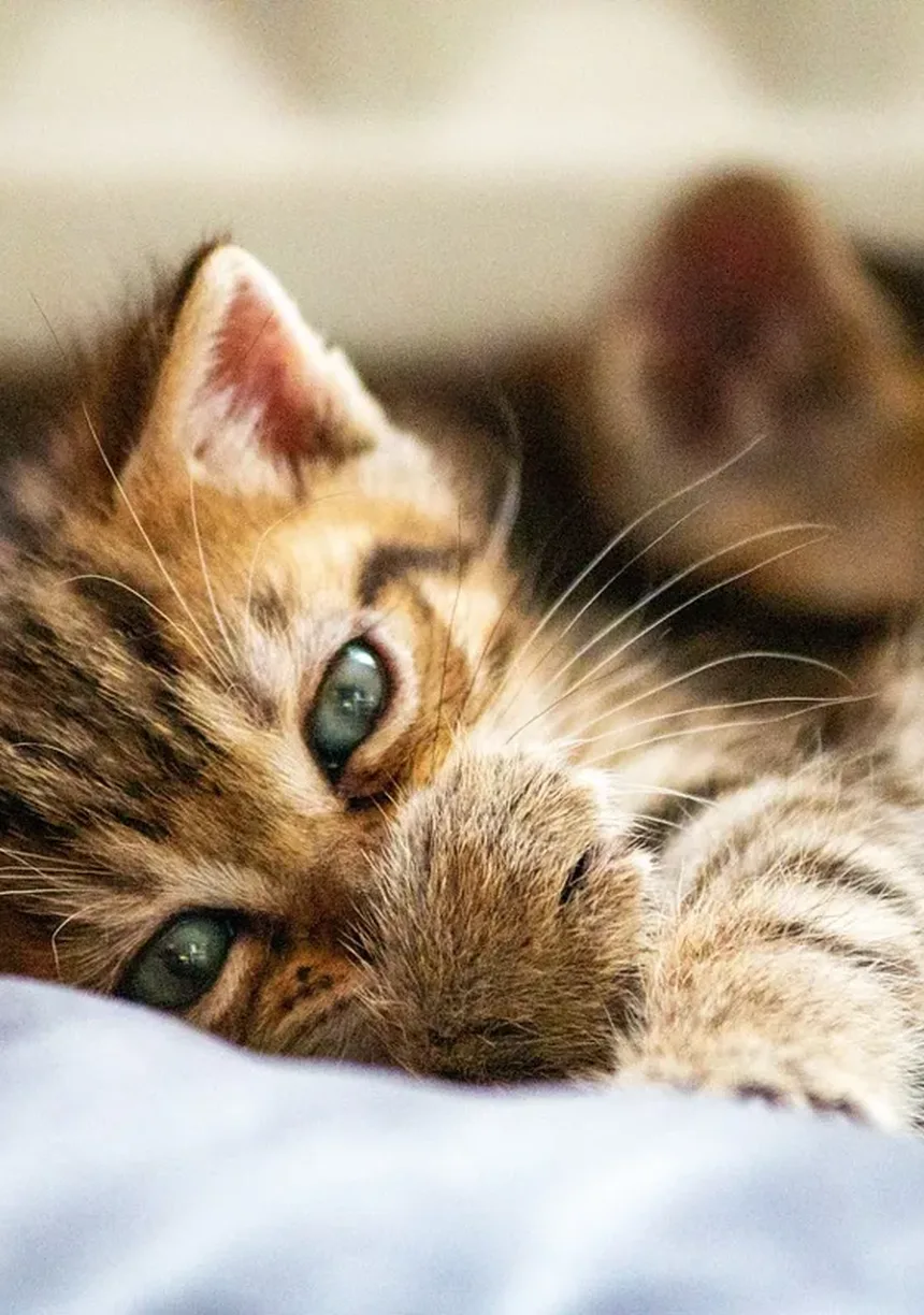 Como Impedir que Seu Gato Faça xixi Fora da Caixa de Areia: 7 Soluções Práticas
