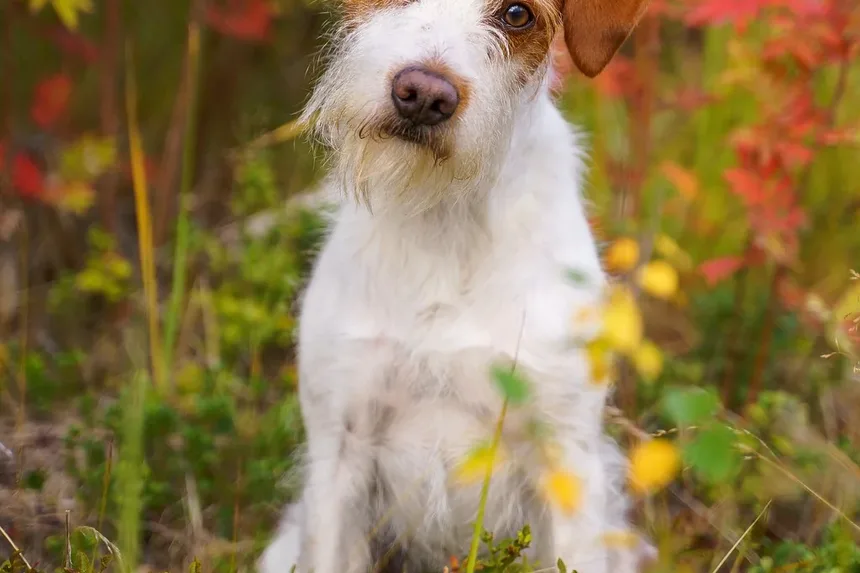 Como Proteger Seu Animal de Estimação de Pulgas, Carrapatos e Vermes do Coração em 2024