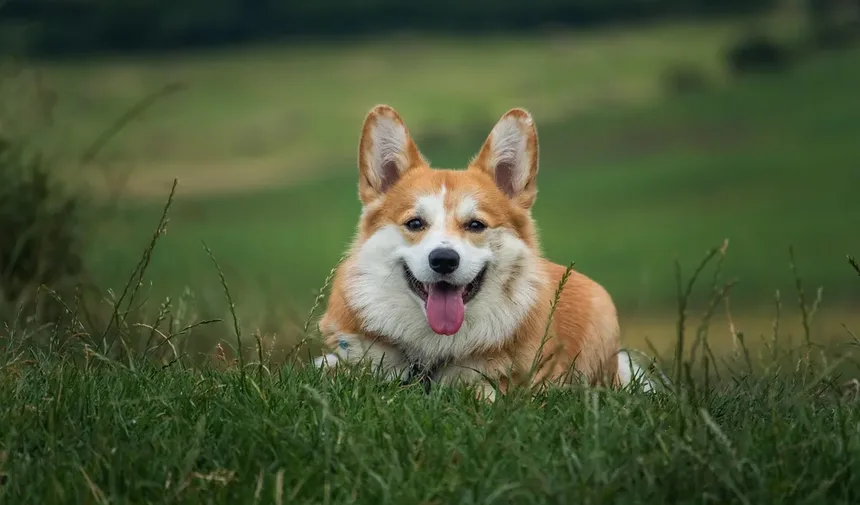 Como Resolver Problemas Comportamentais em Animais de Estimação