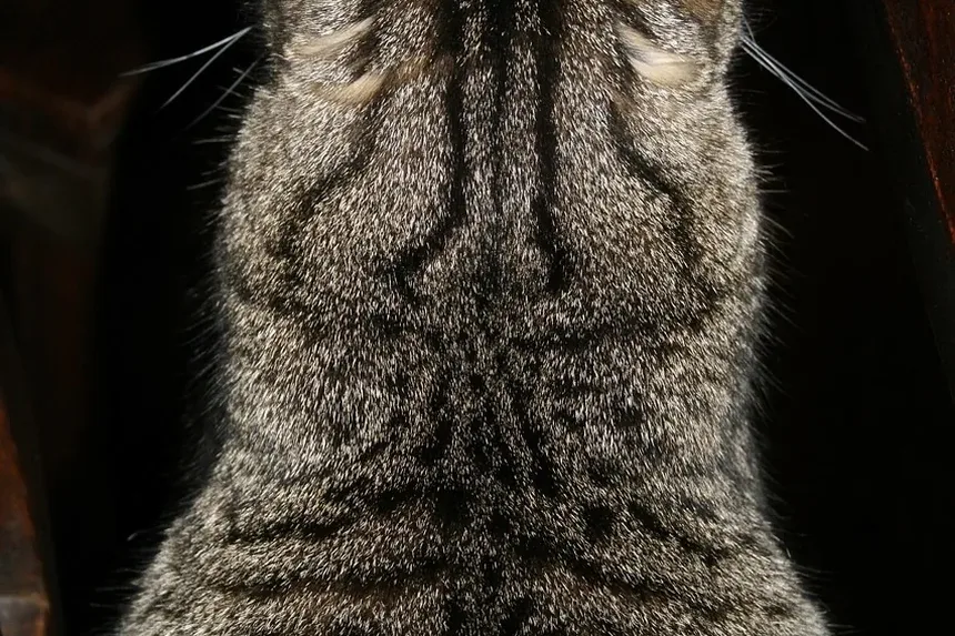 Cronograma e Custos de Vacinação para Gatinhos