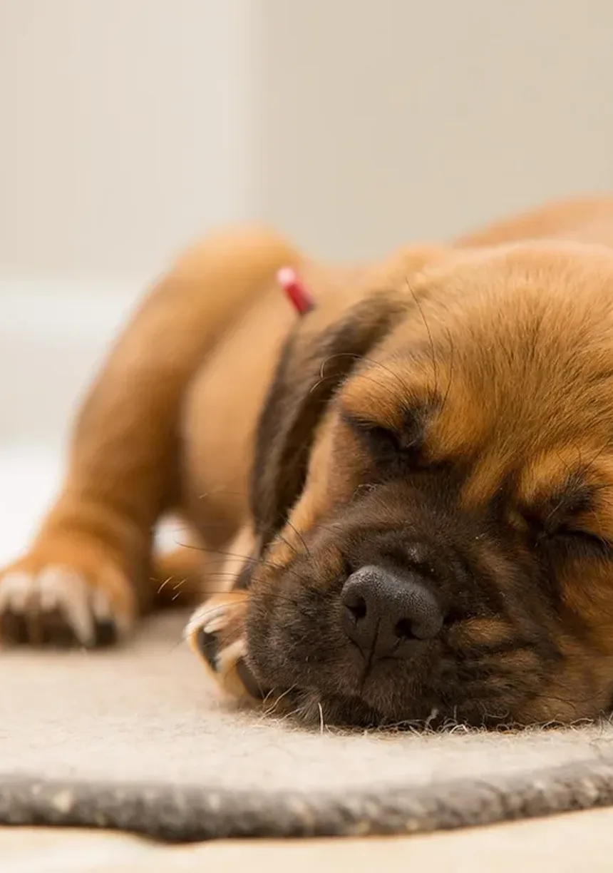 Meu Cachorro Não Come: 7 Razões e Soluções Imediatas