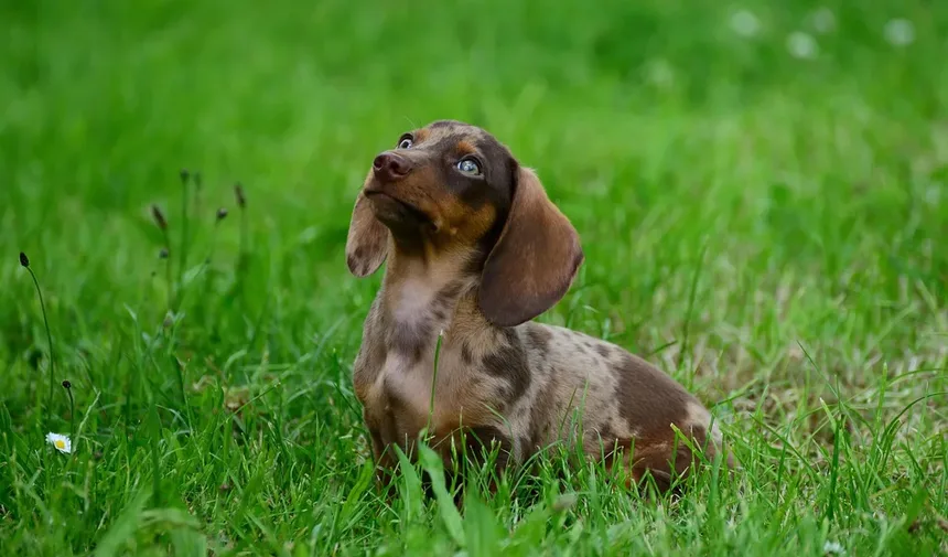 Meu Cachorro Não Come: 7 Razões e Soluções Imediatas