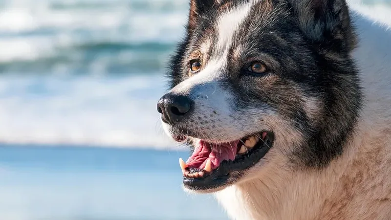 Por que o meu cão ladra à noite? 6 causas e soluções
