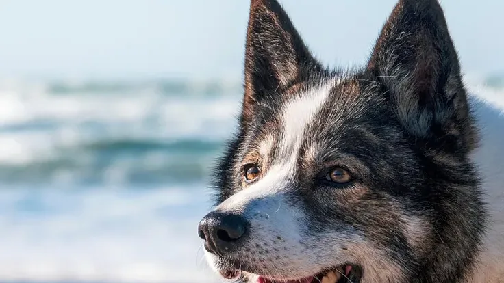 Por que o meu cão ladra à noite? 6 causas e soluções