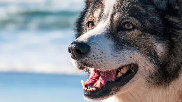 Por que o meu cão ladra à noite? 6 causas e soluções