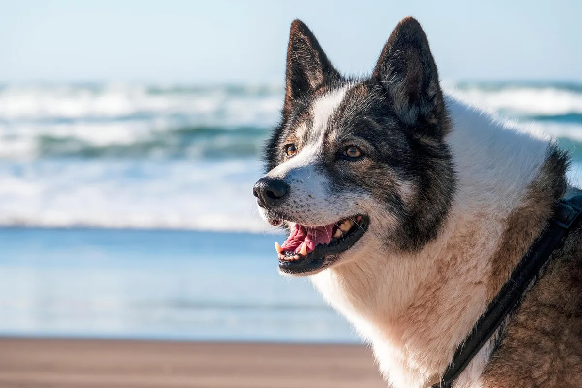 Por que o meu cão ladra à noite? 6 causas e soluções