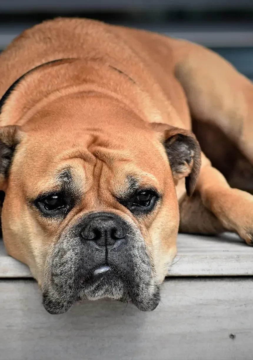 Os 18 Cães Mais Inteligentes do Mundo: Descubra se o Seu Está na Lista!
