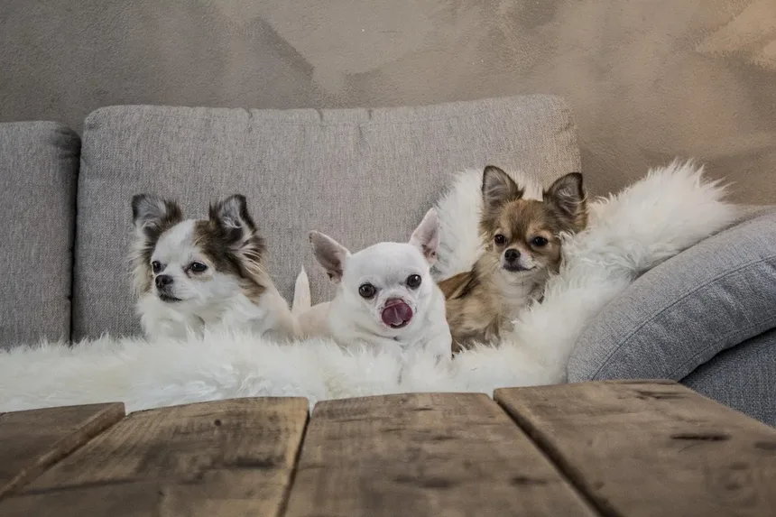 Os 18 Cães Mais Inteligentes do Mundo: Descubra se o Seu Está na Lista!