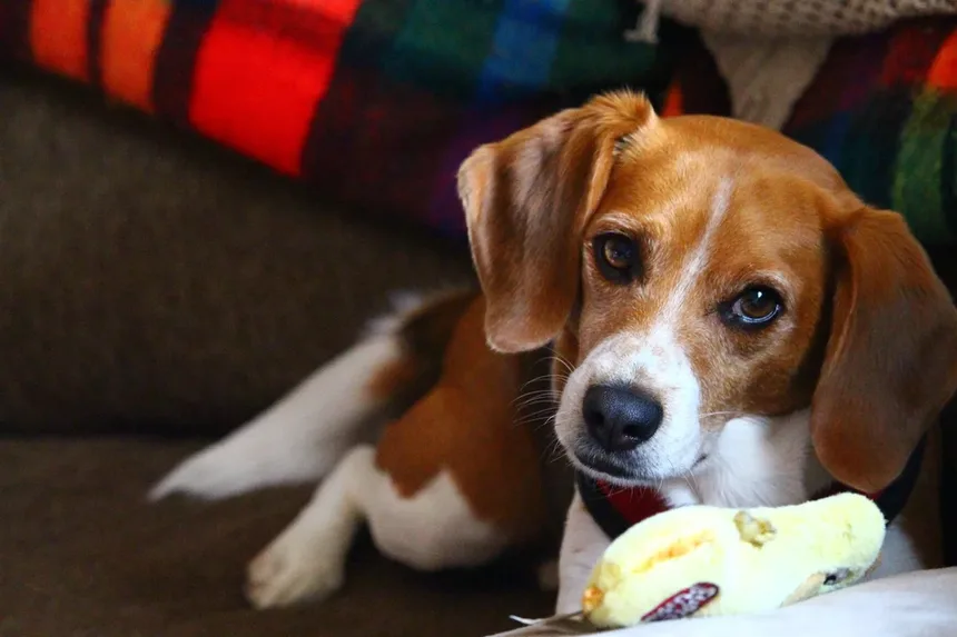 Por Que os Cães Comem Fezes? 7 Razões e Como Parar Esse Hábito