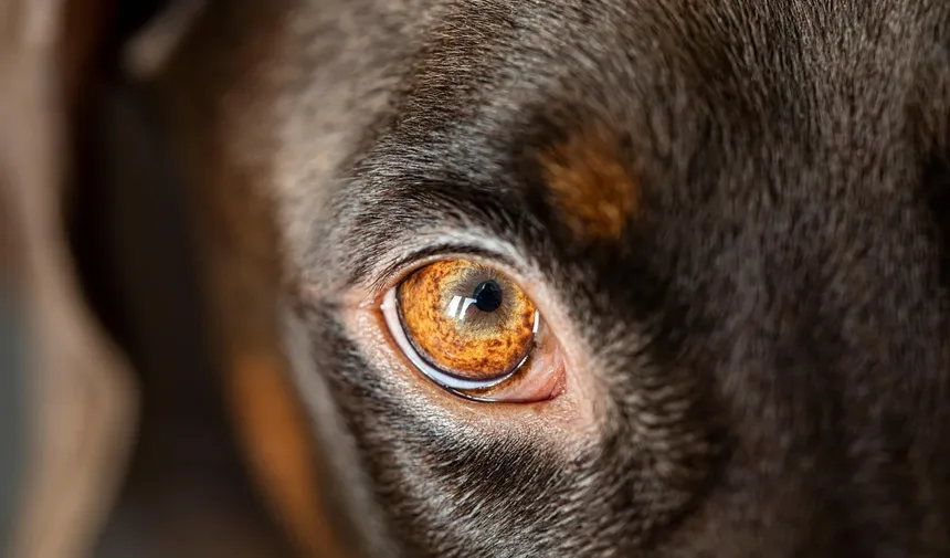 Por Que Meu Cachorro Espirra Tanto? 7 Causas e Soluções