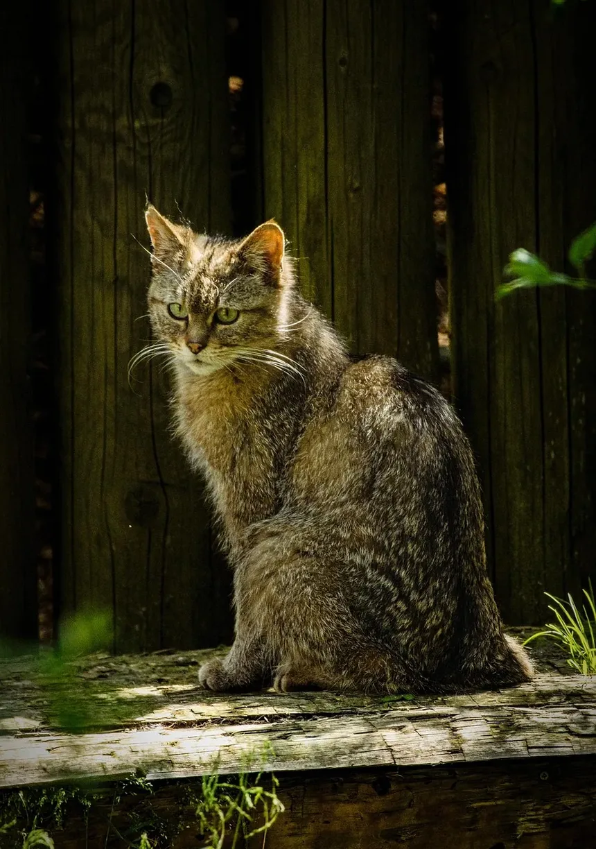 Melhor Ração Úmida para Gatos Idosos que Vivem Dentro de Casa