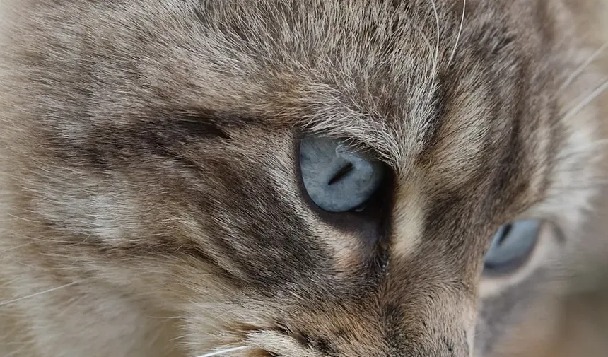 Melhor Ração Úmida para Gatos Idosos que Vivem Dentro de Casa