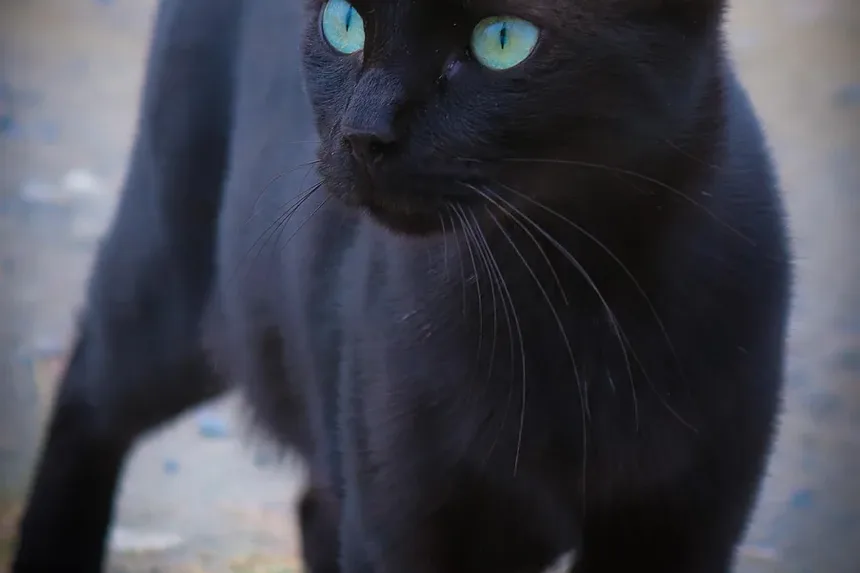 Melhor Ração Úmida para Gatos Idosos que Vivem Dentro de Casa