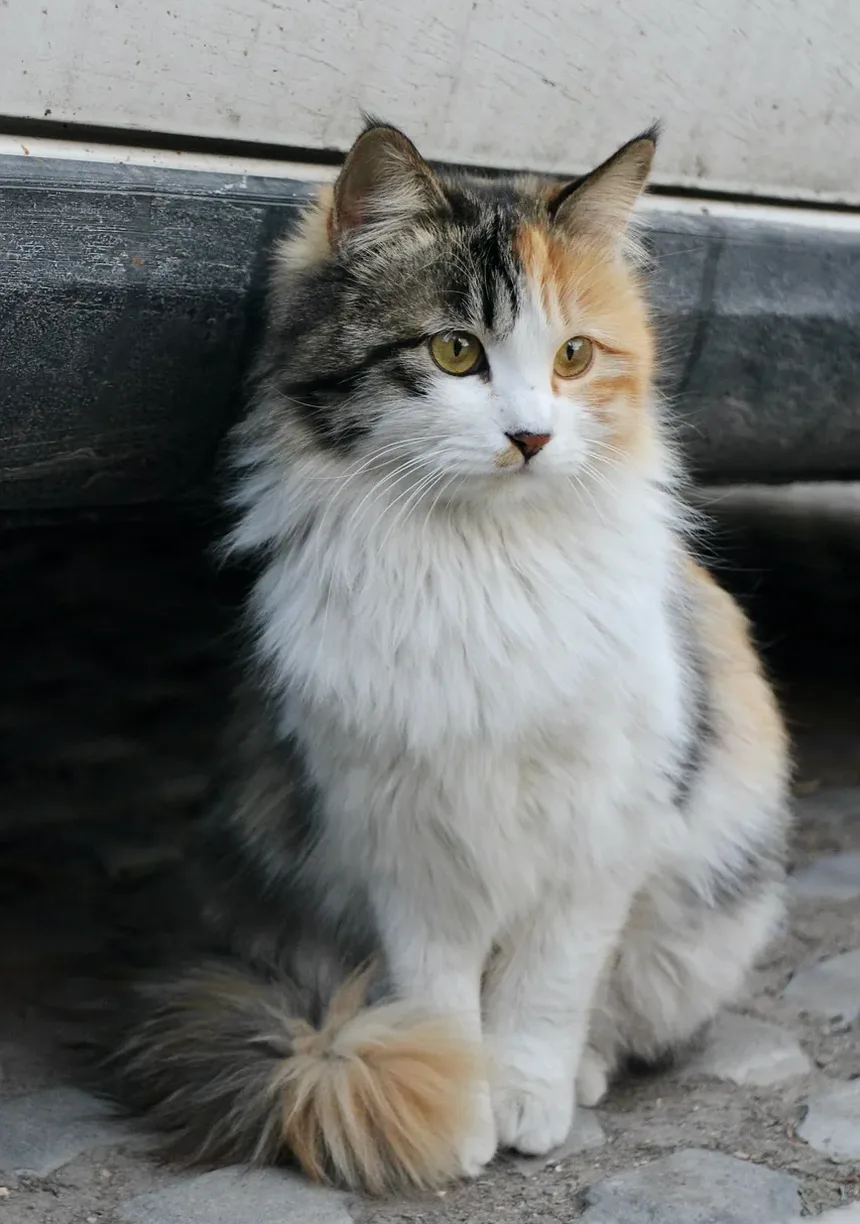 Melhor Ração para Gatos Idosos com Problemas no Fígado