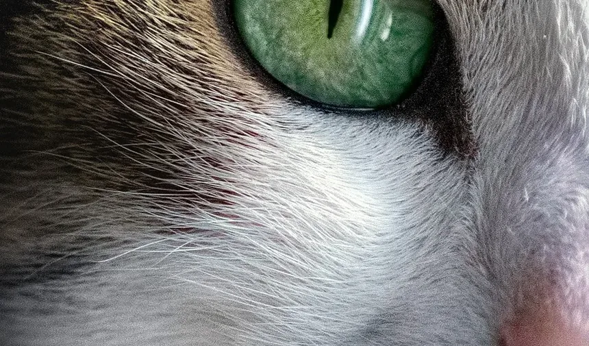Melhor Ração para Gatos Idosos com Problemas no Fígado