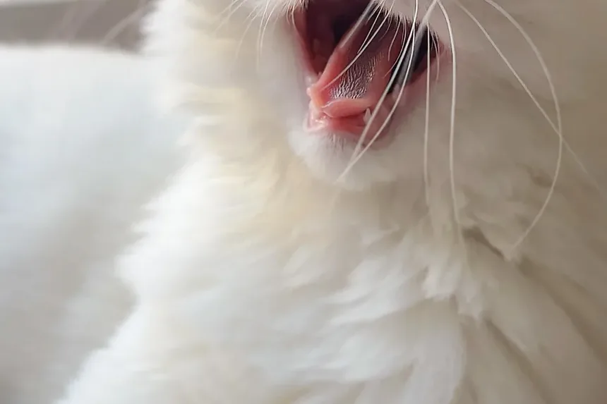 Melhor Ração para Gatos Idosos com Problemas no Fígado