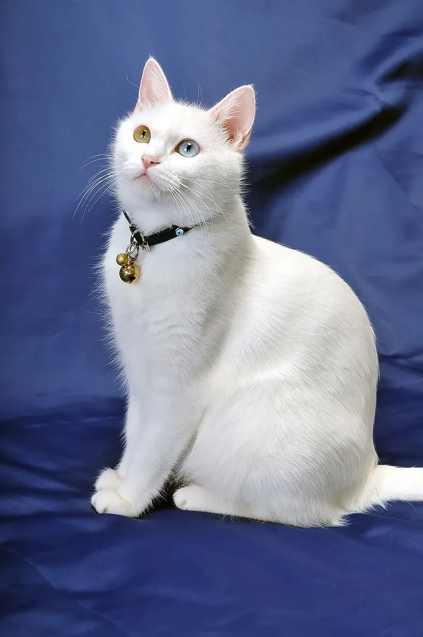 Melhor Alimentação para Constipação em Gatos: Um Guia Completo