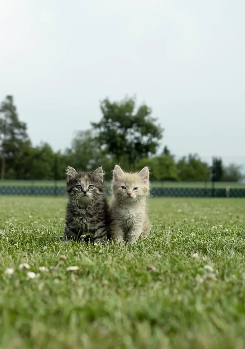 Melhor Alimentação para Constipação em Gatos: Um Guia Completo