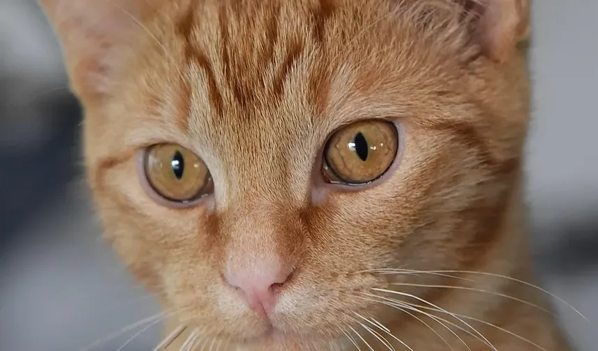 Melhor Alimentação para Constipação em Gatos: Um Guia Completo