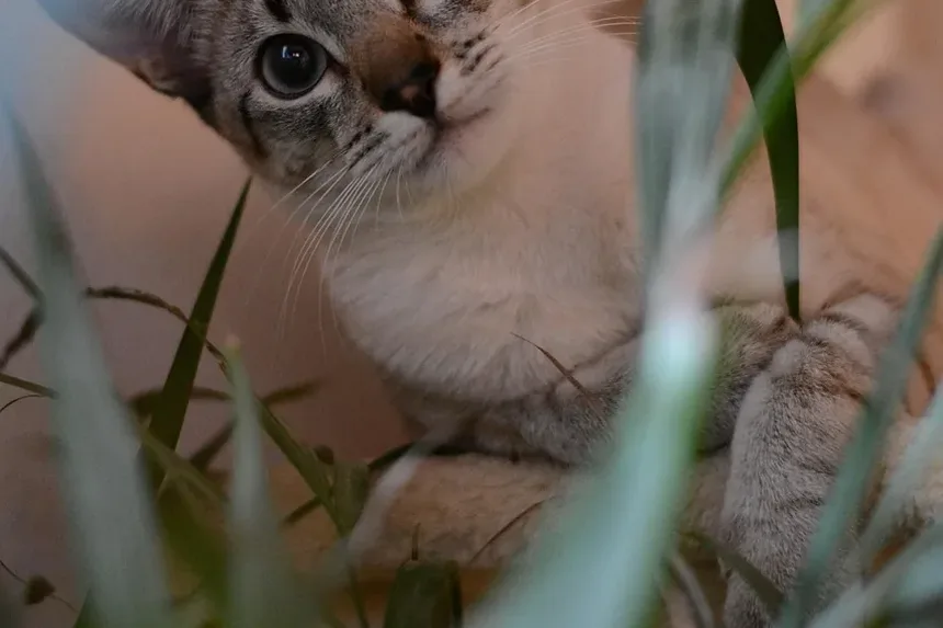 Melhor Alimentação para Constipação em Gatos: Um Guia Completo