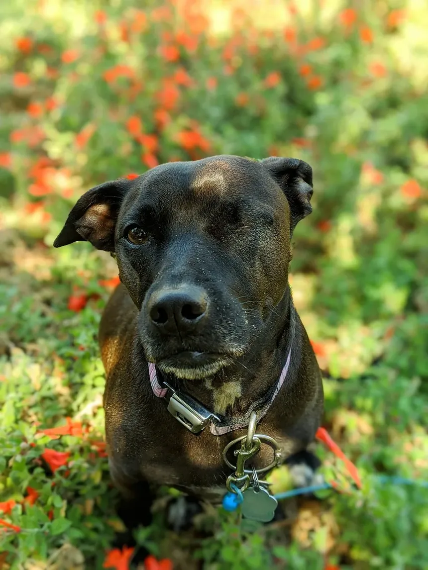 Cães Podem Comer Ursinhos de Goma Veganos? Um Guia Completo