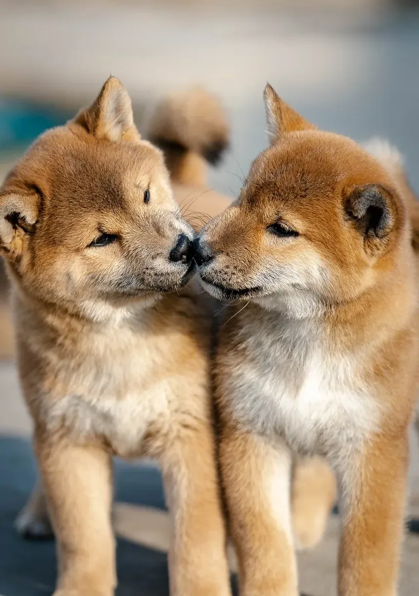 Cães Podem Comer Ursinhos de Goma Veganos? Um Guia Completo