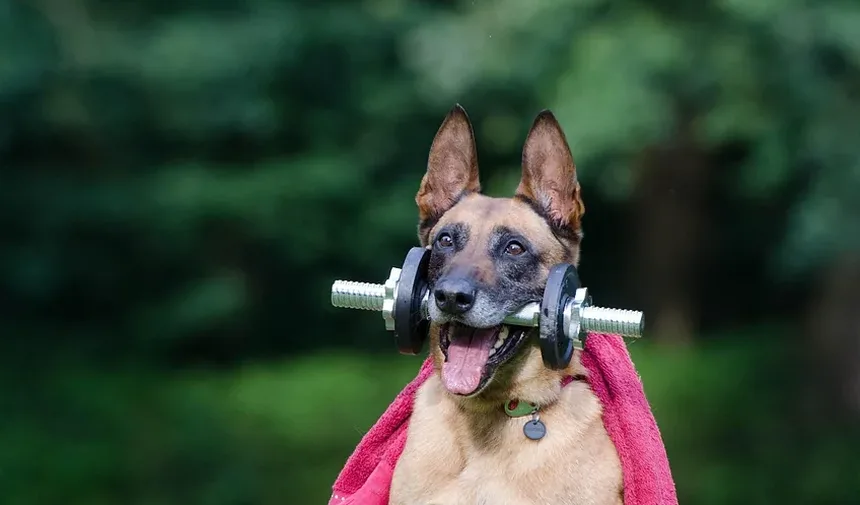 Cães Podem Comer Ursinhos de Goma Veganos? Um Guia Completo