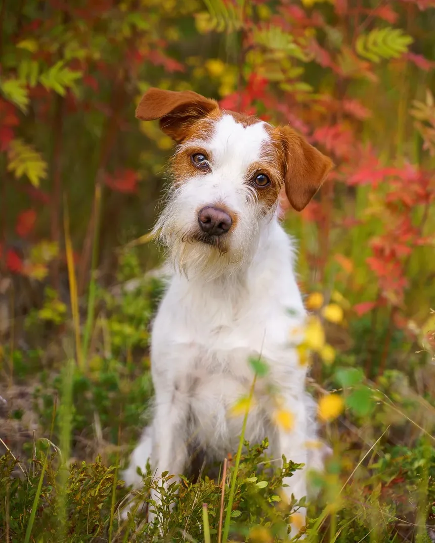 Cães Podem Ficar Doentes por Carrapatos? Um Guia Completo