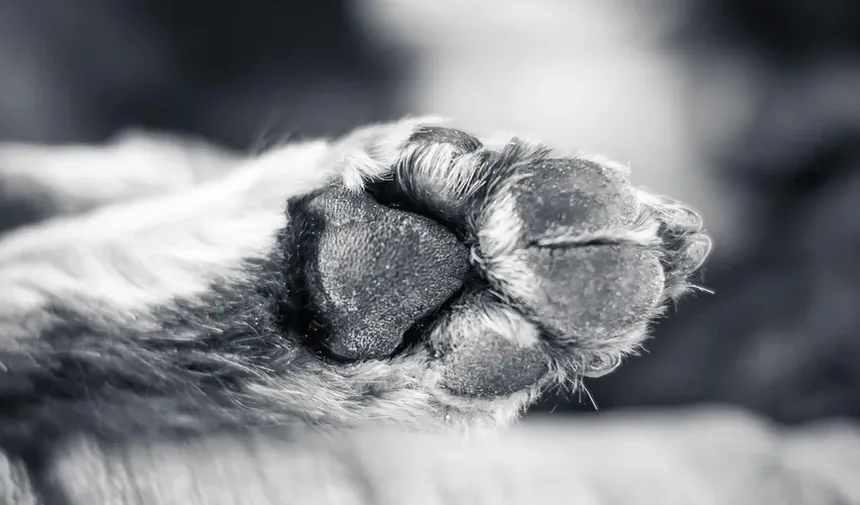Cães Podem Ficar Doentes por Carrapatos? Um Guia Completo