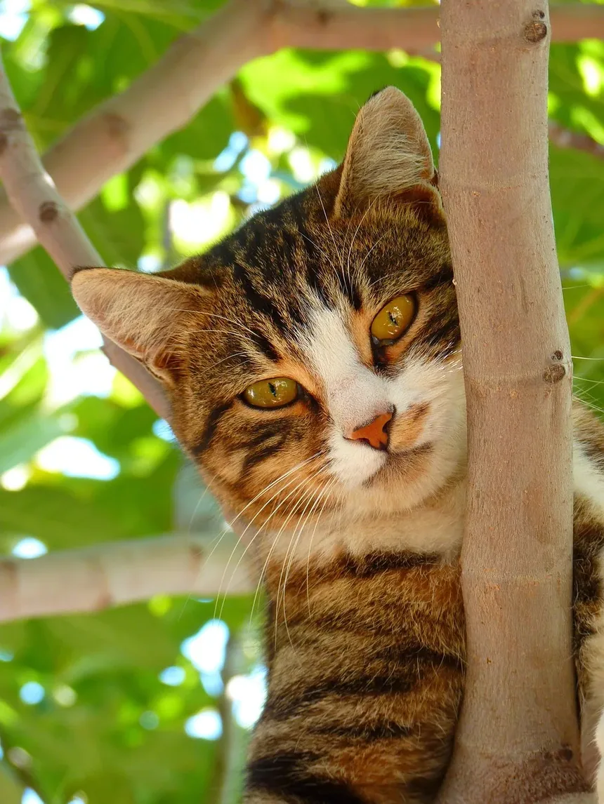 Raças de Gatos Que Não Precisam de Muita Atenção