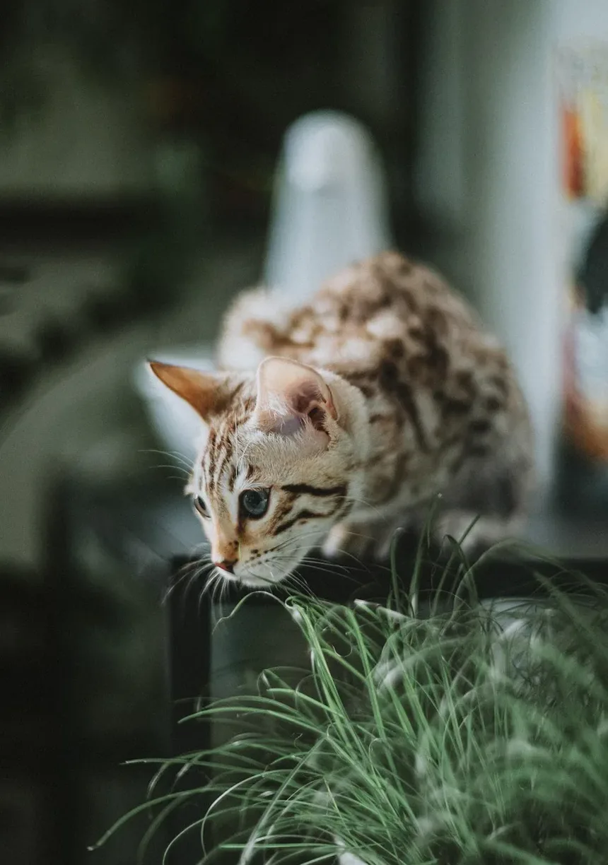 Raças de Gatos Que Não Precisam de Muita Atenção