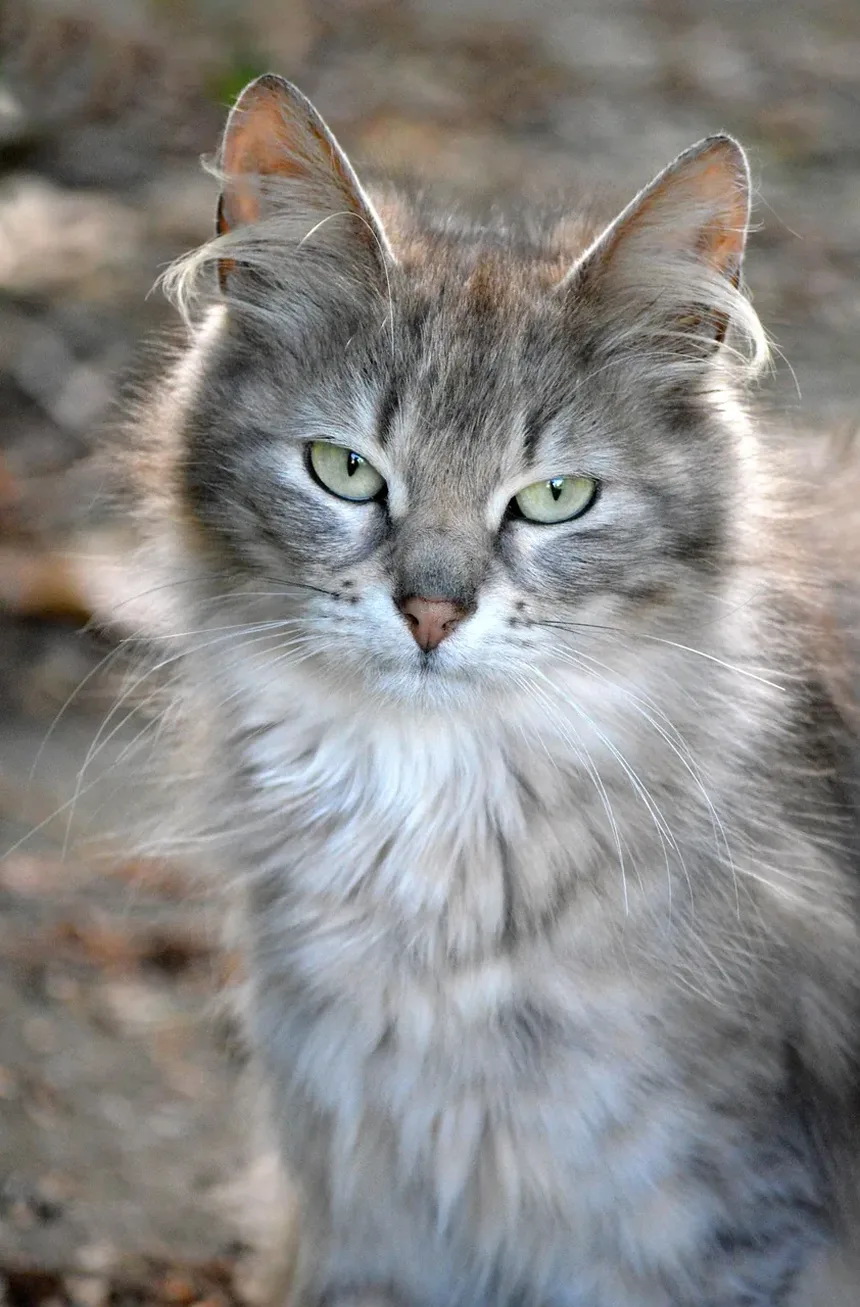Remelas nos Olhos de Gato por Alergias: Causas, Sintomas e Tratamento