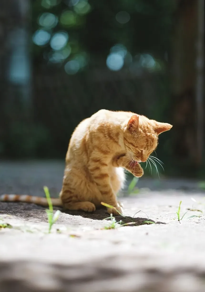 Remelas nos Olhos de Gato por Alergias: Causas, Sintomas e Tratamento