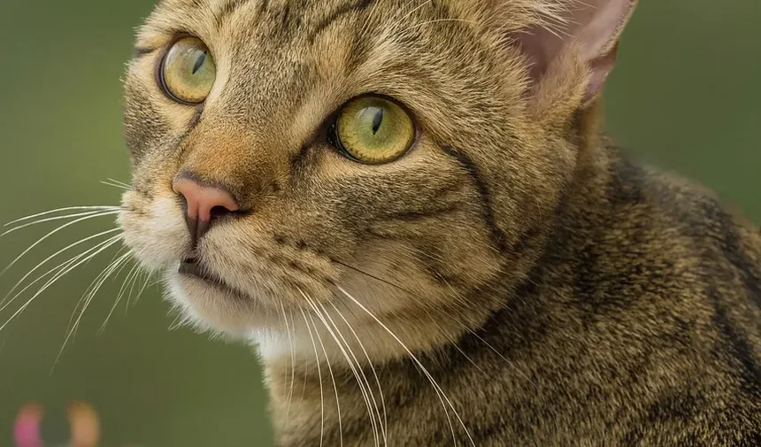Remelas nos Olhos de Gato por Alergias: Causas, Sintomas e Tratamento