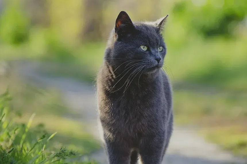 Remelas nos Olhos de Gato por Alergias: Causas, Sintomas e Tratamento
