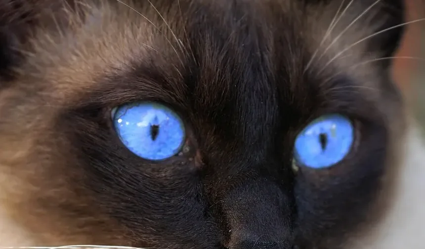 Gato Espirrando Sangue: Tratamento para Infecção Respiratória Superior