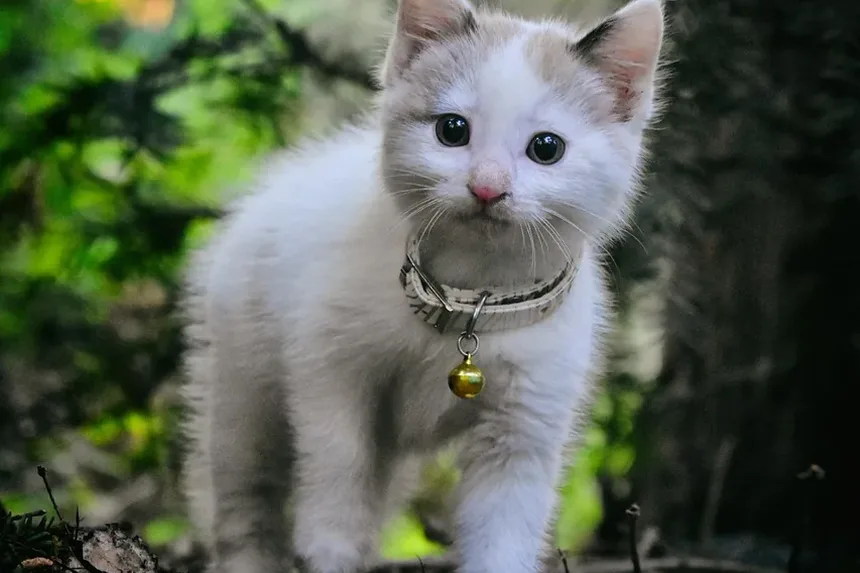 Gato Espirrando Sangue: Tratamento para Infecção Respiratória Superior