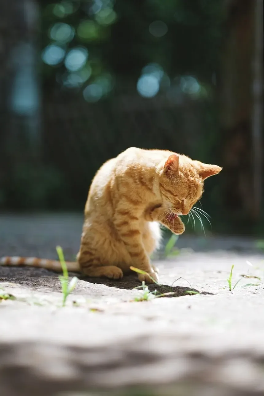 Cronograma de Vacinação para Gatos em Queensland: Um Guia Completo